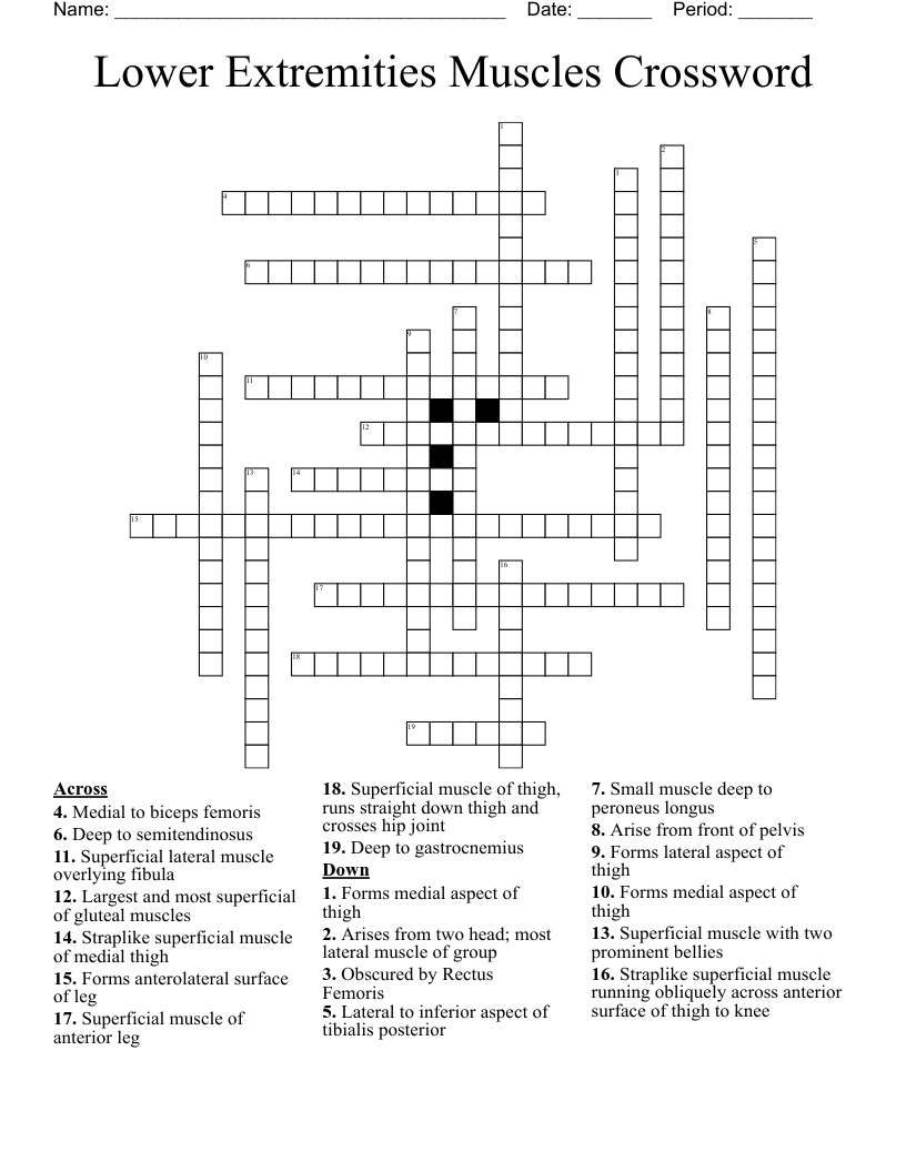 Lower Extremities Muscles Crossword