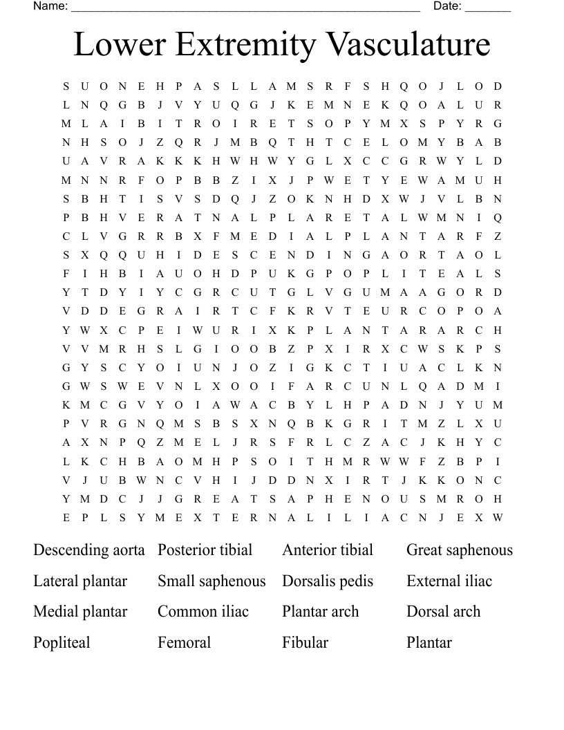 Lower Extremity Vasculature Word Search