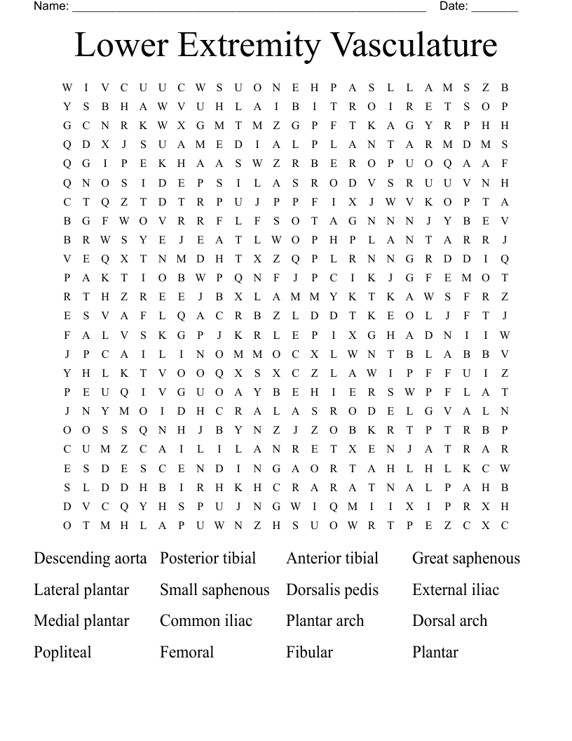 Lower Extremity Vasculature Word Search