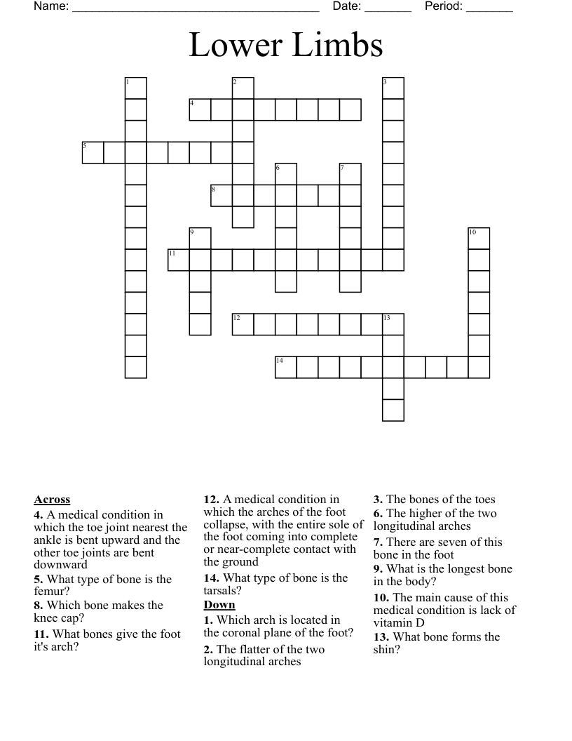 Lower Limbs Crossword