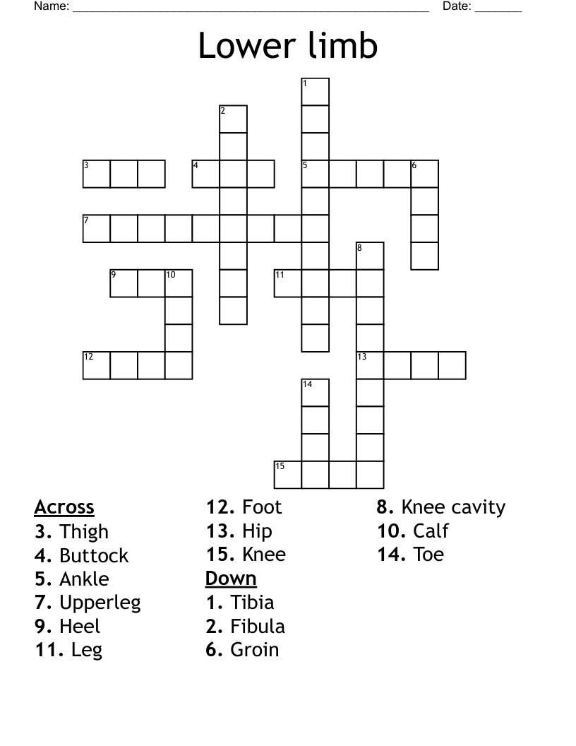 Lower limb Crossword