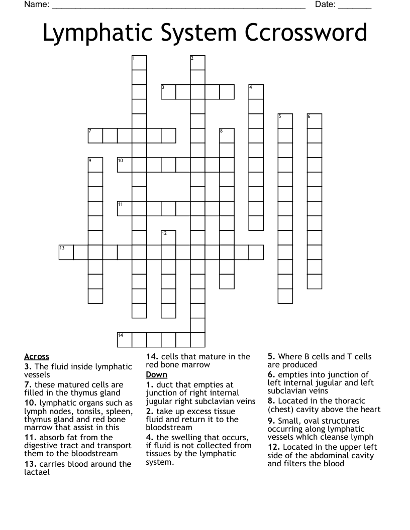 Lymphatic System Ccrossword