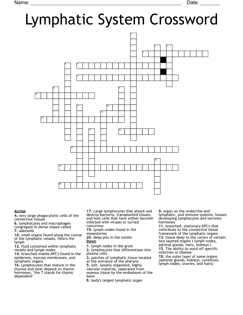 Lymphatic System Crossword