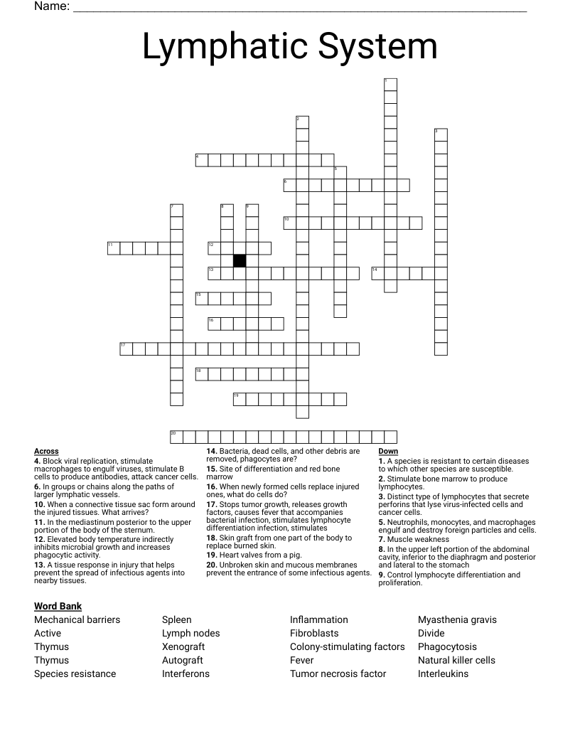 Lymphatic System  Crossword