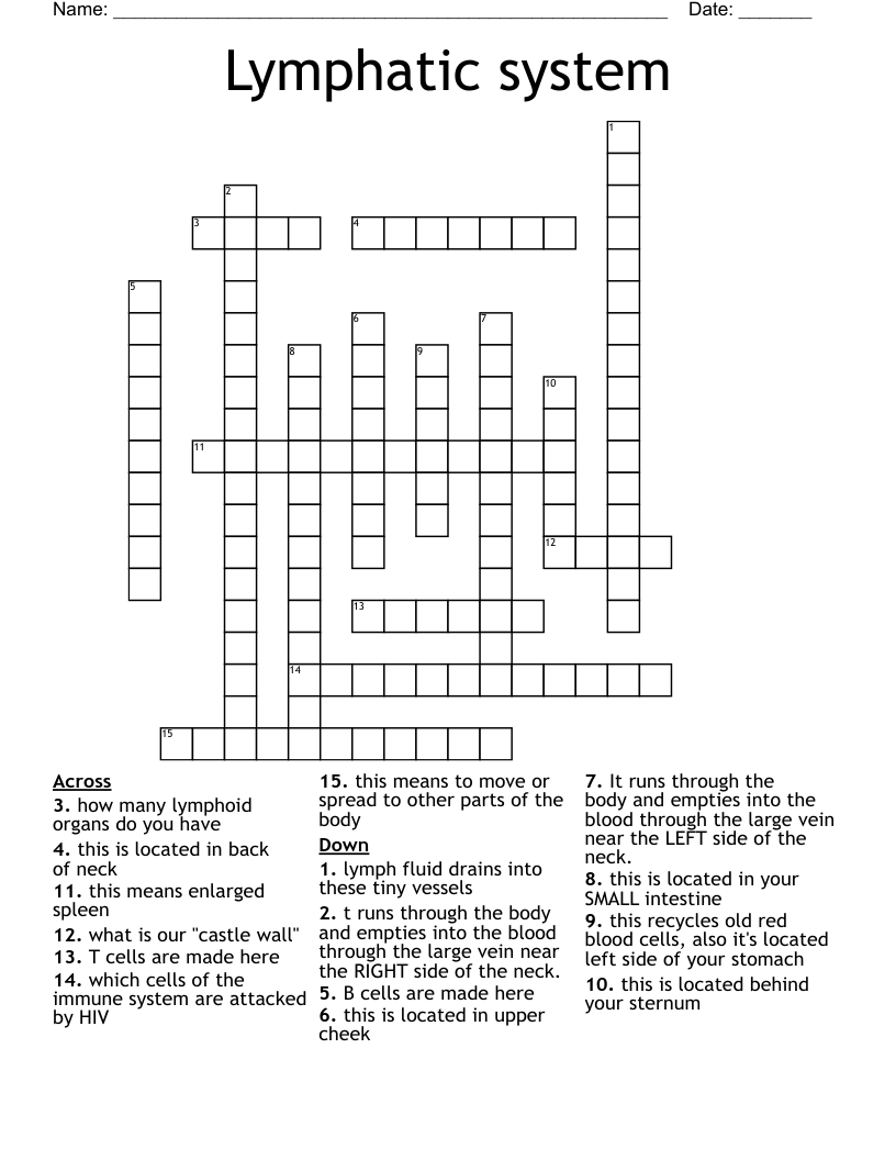 Lymphatic system Crossword