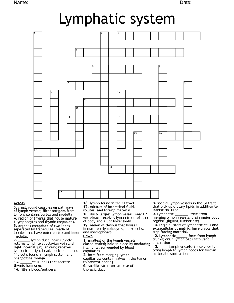 Lymphatic system  Crossword