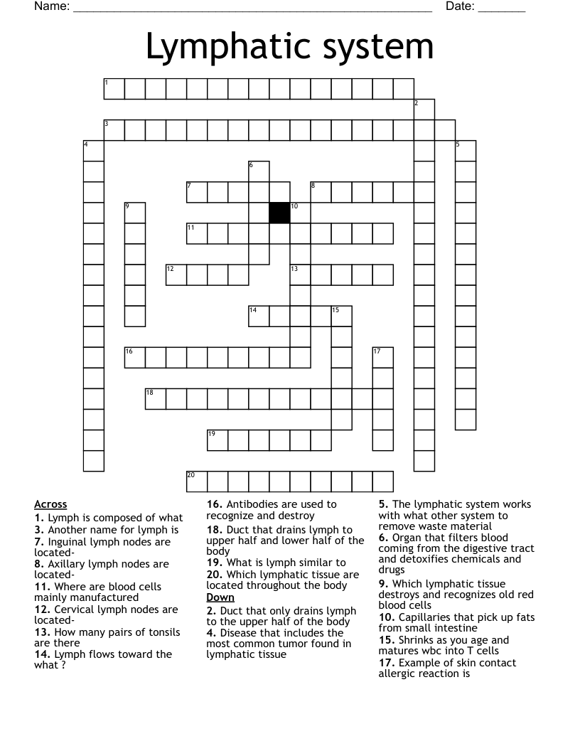 Lymphatic system  Crossword