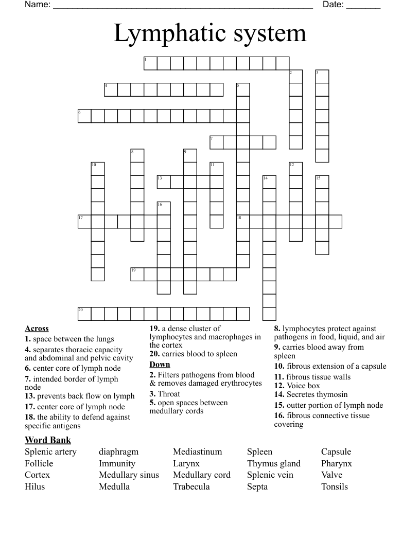 Lymphatic system  Crossword