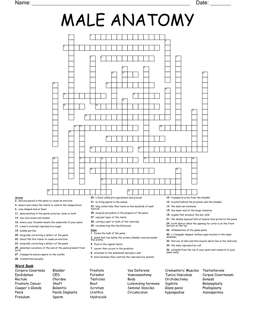 MALE ANATOMY Crossword