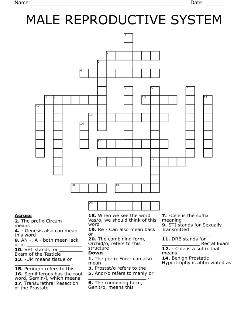 MALE REPRODUCTIVE SYSTEM Crossword