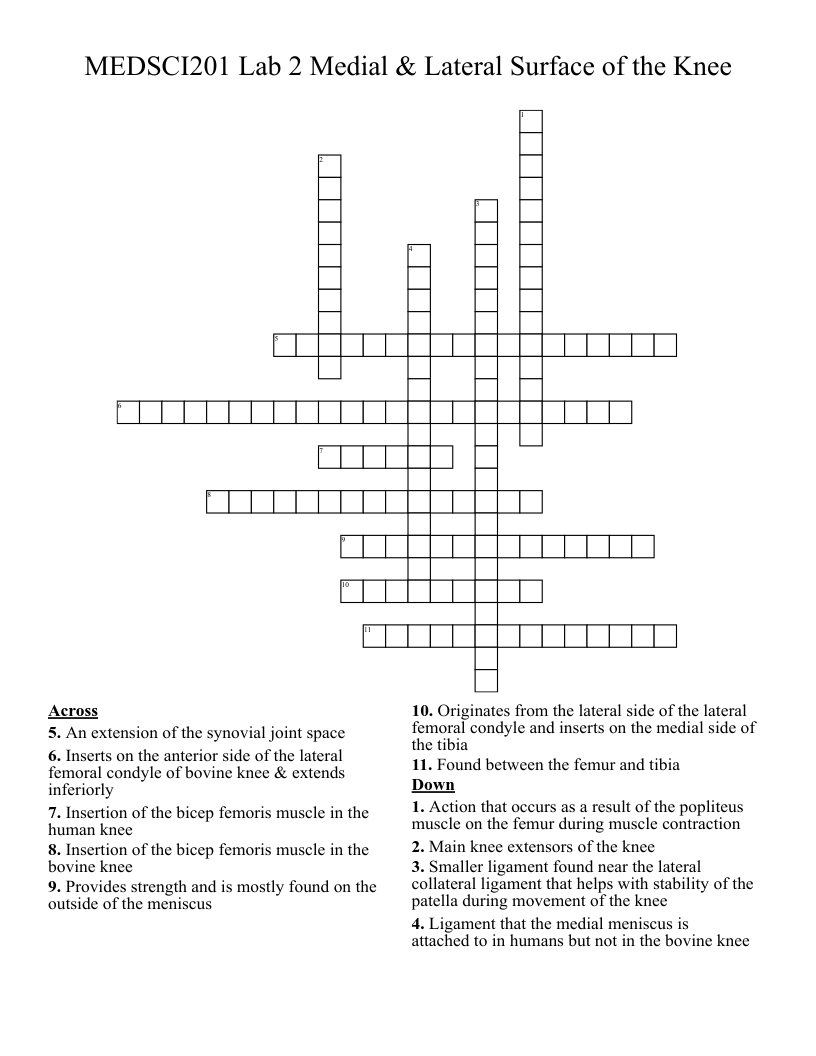 MEDSCI201 Lab 2 Medial & Lateral Surface of the Knee Crossword
