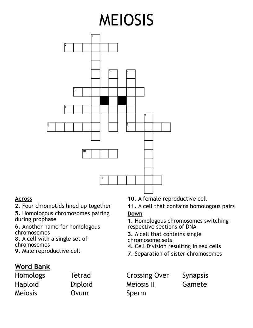 MEIOSIS Crossword