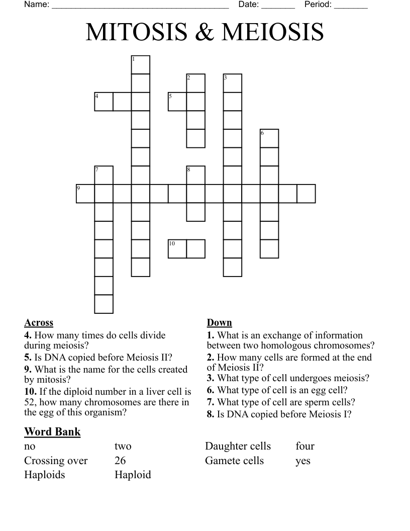 MITOSIS & MEIOSIS Crossword