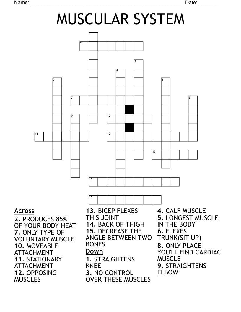 MUSCULAR SYSTEM Crossword