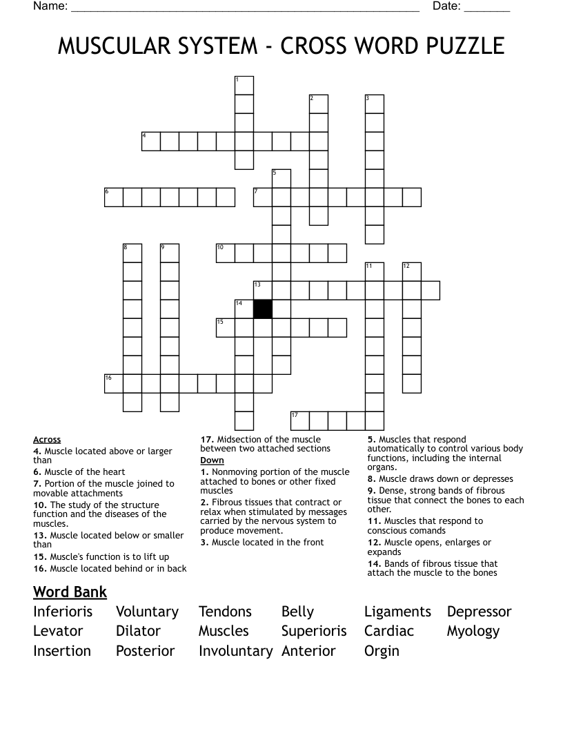 MUSCULAR SYSTEM - CROSS WORD PUZZLE