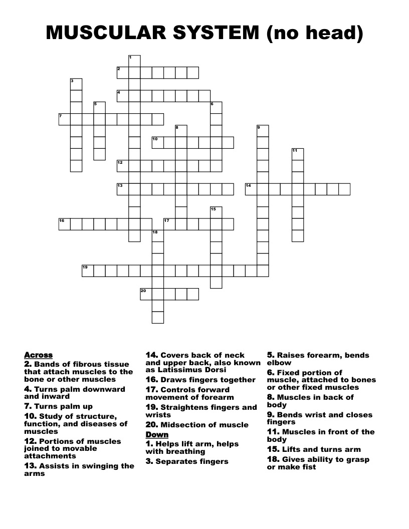 MUSCULAR SYSTEM (no head)  Crossword