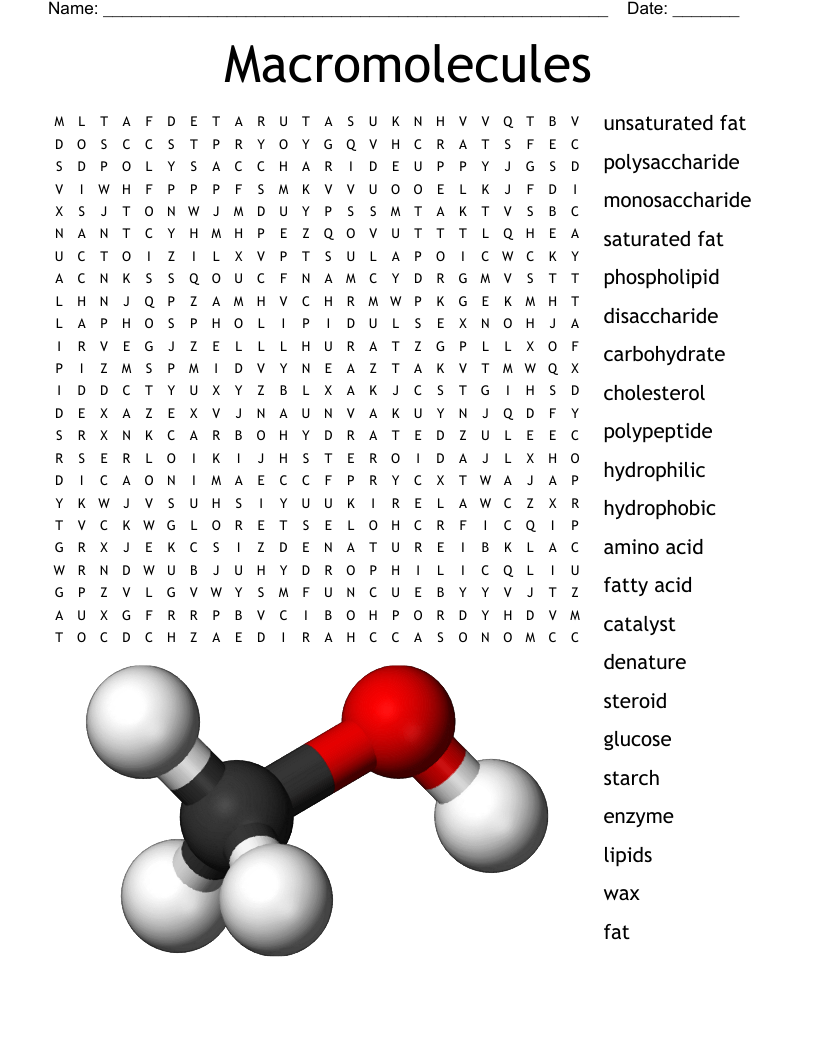 Macromolecules Word Search