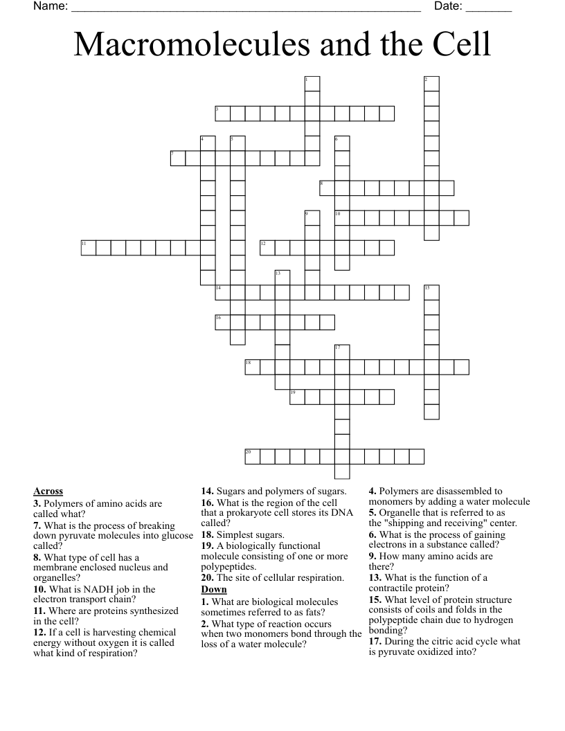 Macromolecules and the Cell Crossword