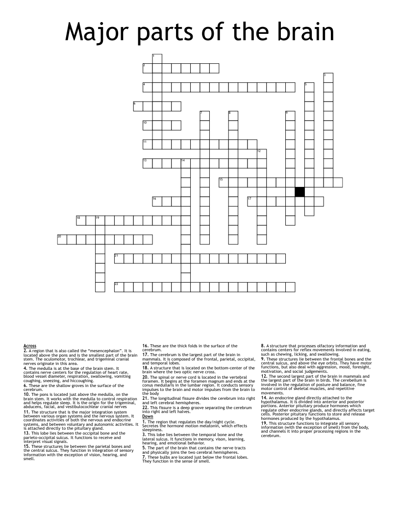 Major parts of the brain Crossword