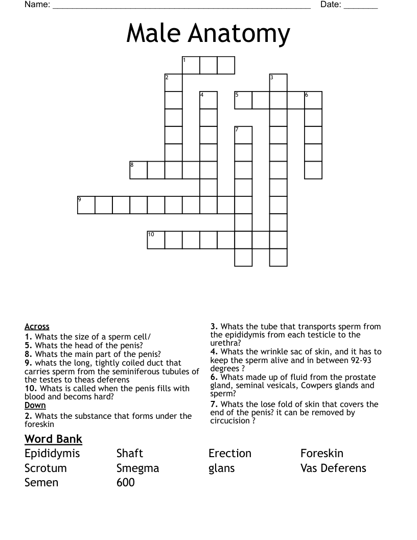 Male Anatomy  Crossword