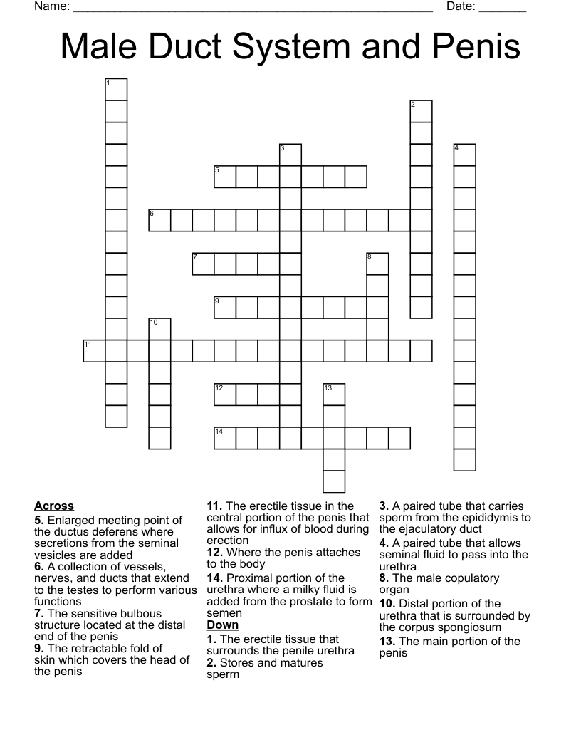 Male Duct System and Penis Crossword