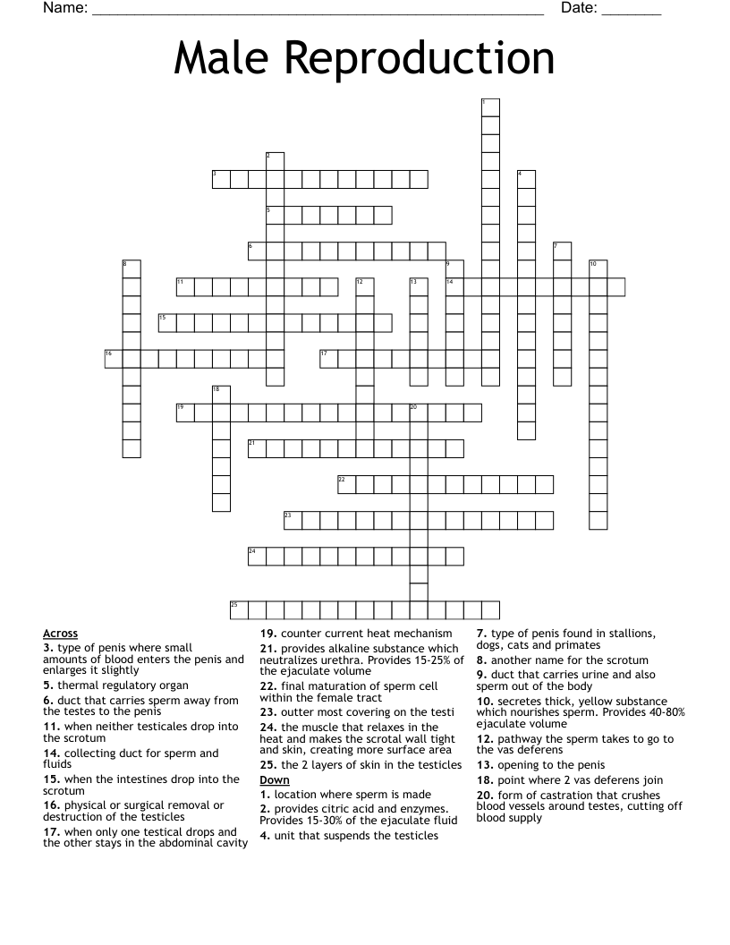 Male Reproduction Crossword