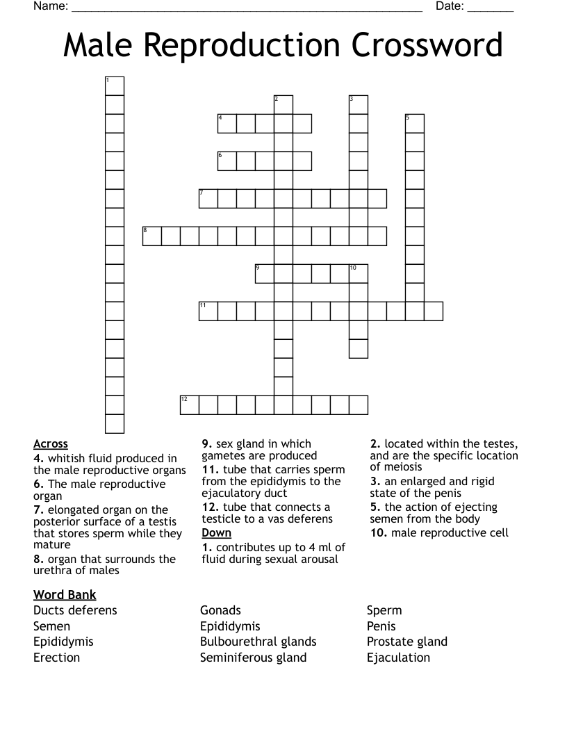 Male Reproduction Crossword 