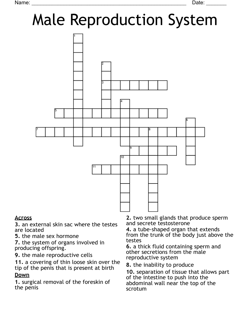 Male Reproduction System  Crossword