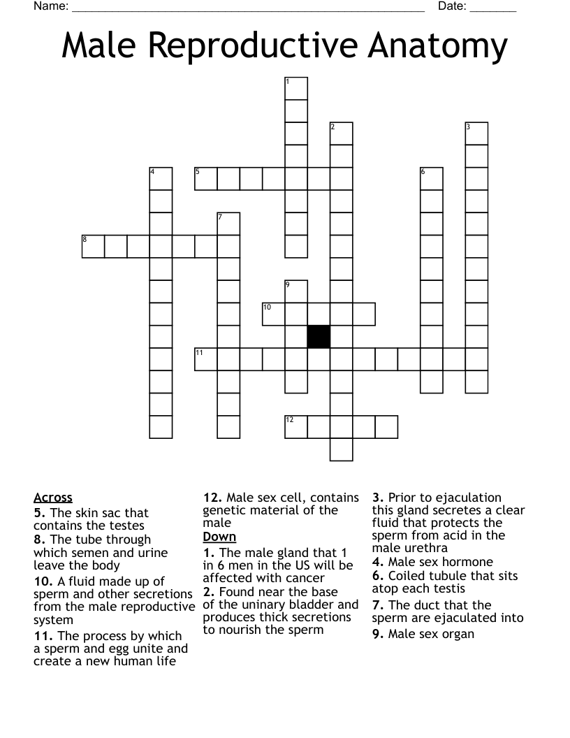 Male Reproductive Anatomy Crossword