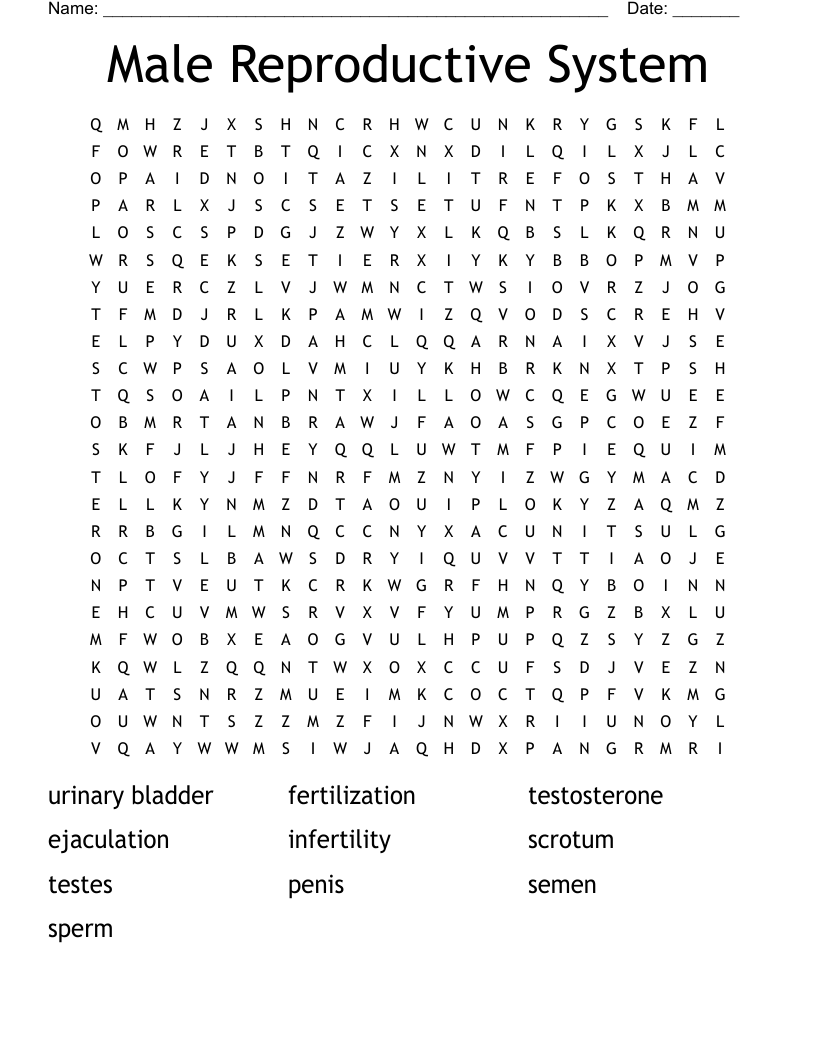 Male Reproductive System Word Search