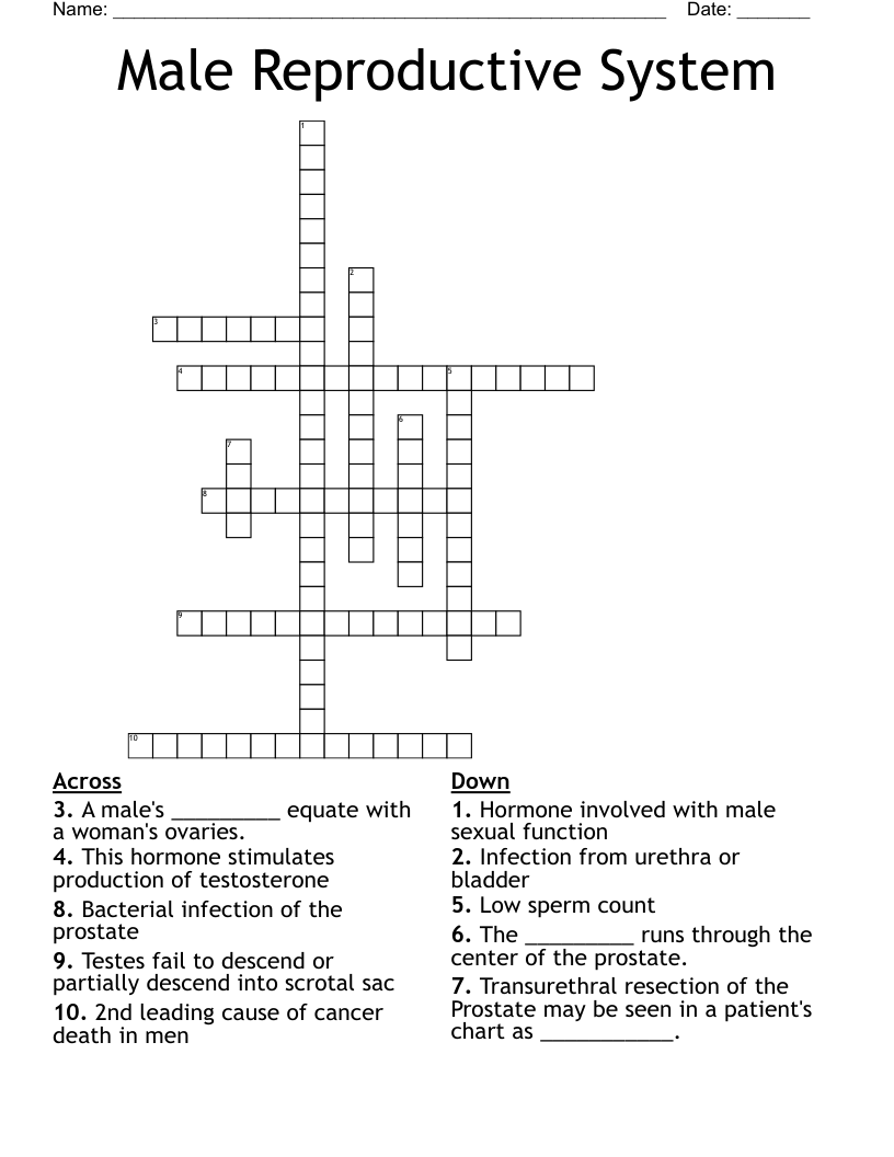 Male Reproductive System Crossword
