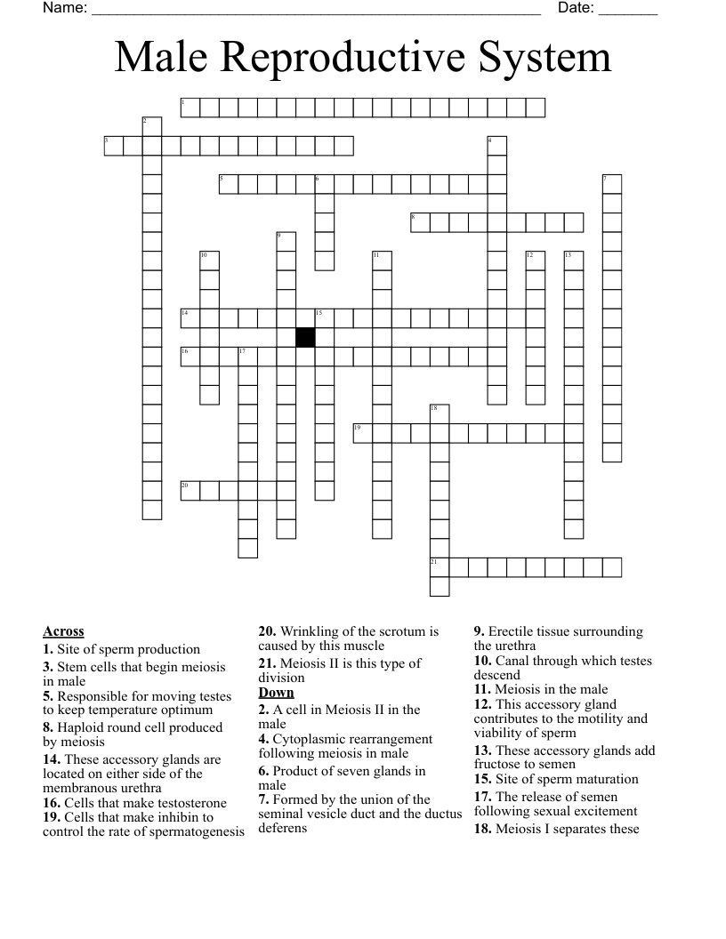 Male Reproductive System Crossword