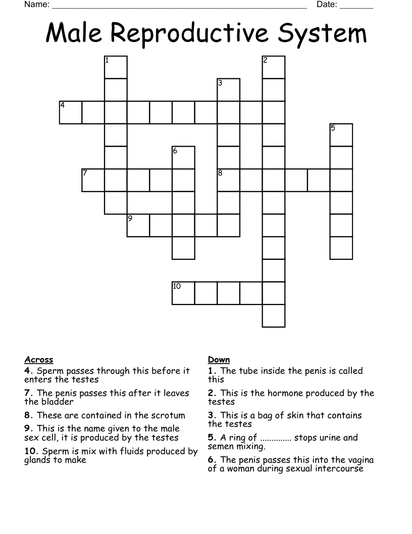 Male Reproductive System Crossword