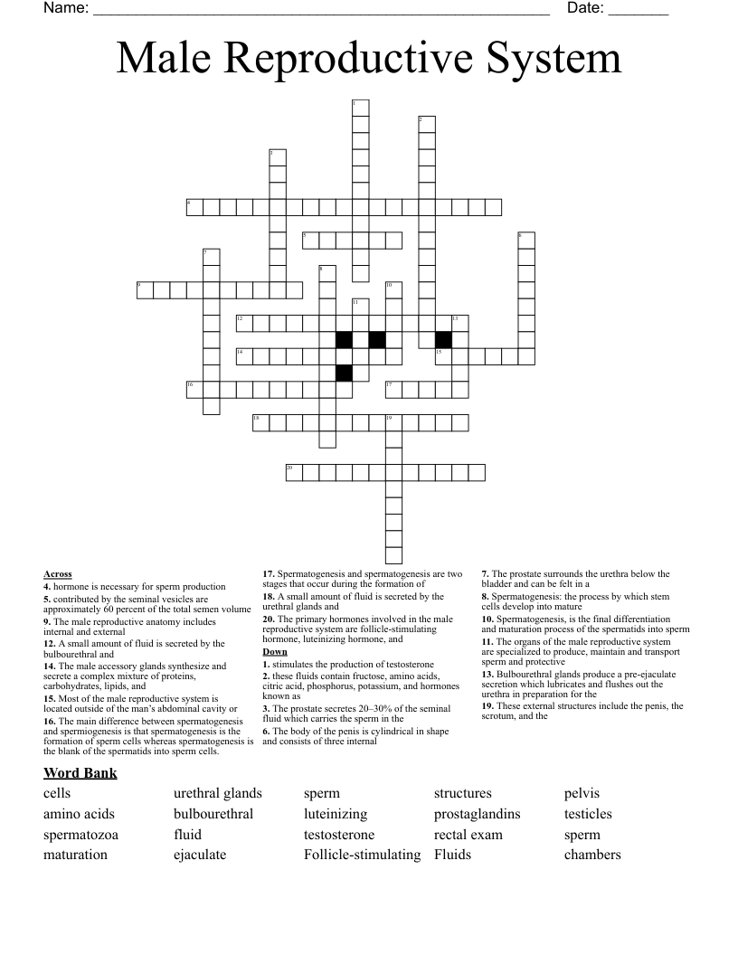 Male Reproductive System Crossword