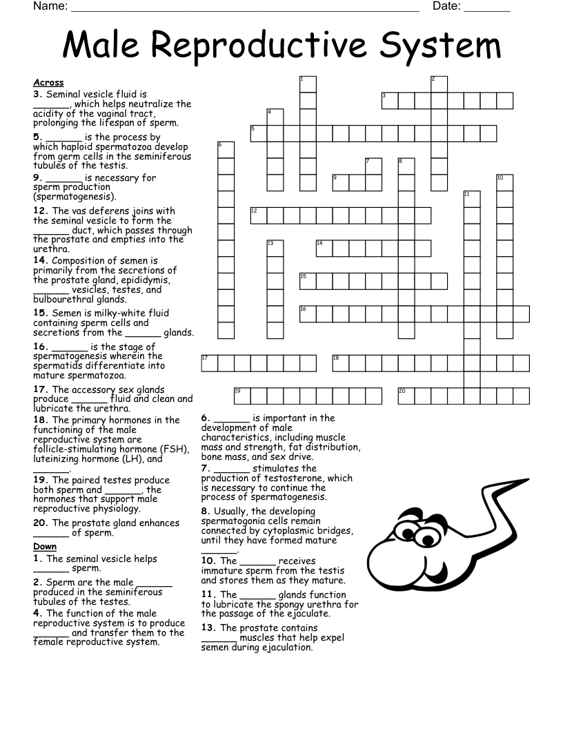 Male Reproductive System Crossword