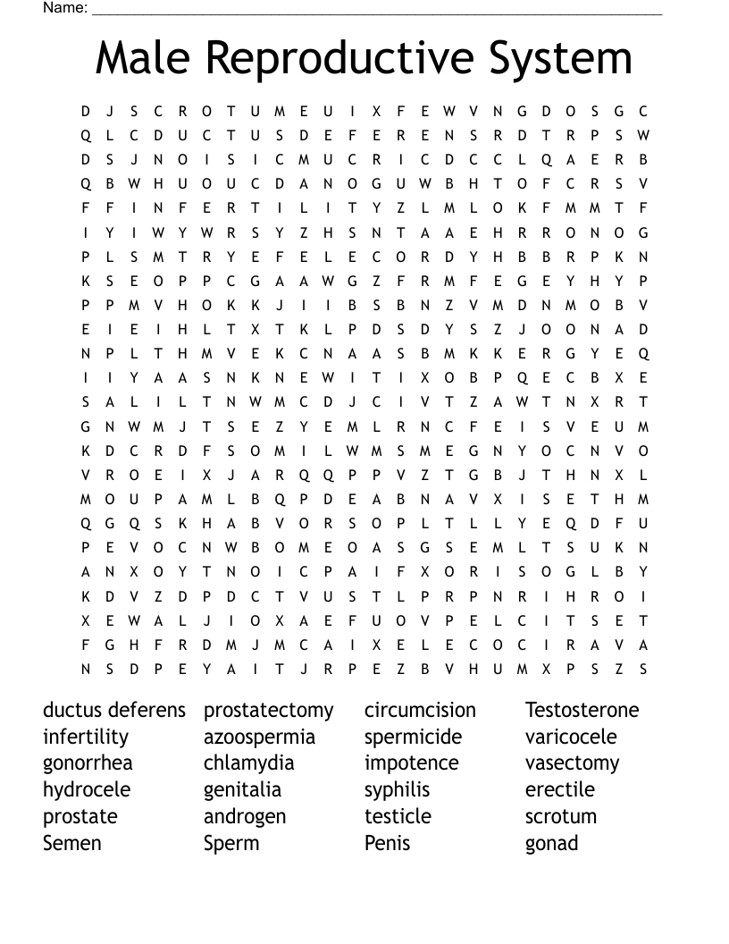 Male Reproductive System Word Search