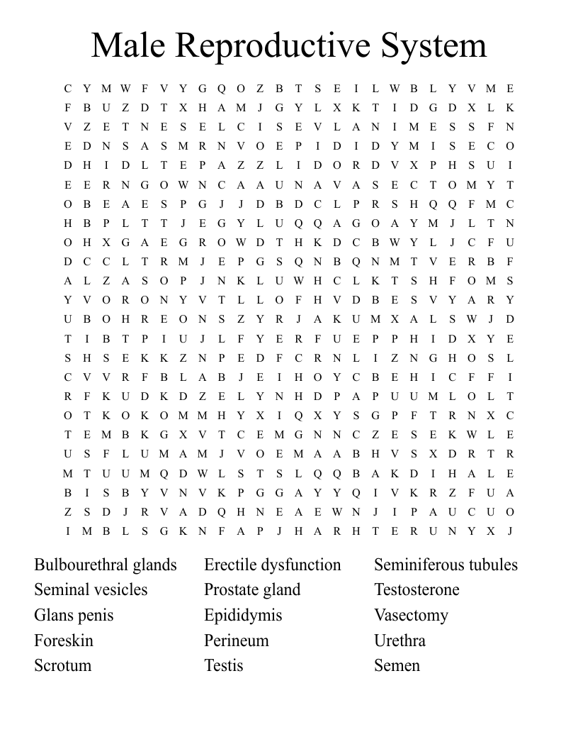 Male Reproductive System Word Search