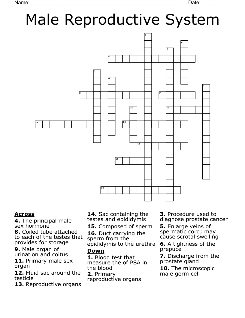Male Reproductive System Crossword