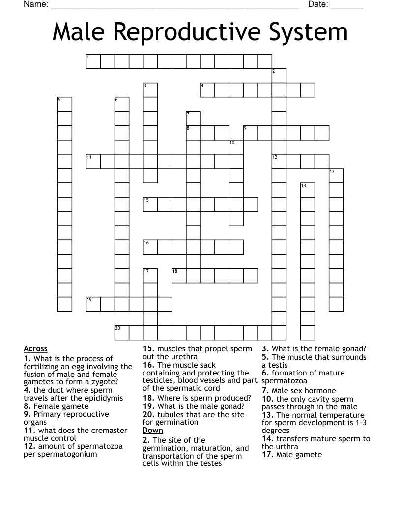 Male Reproductive System Crossword