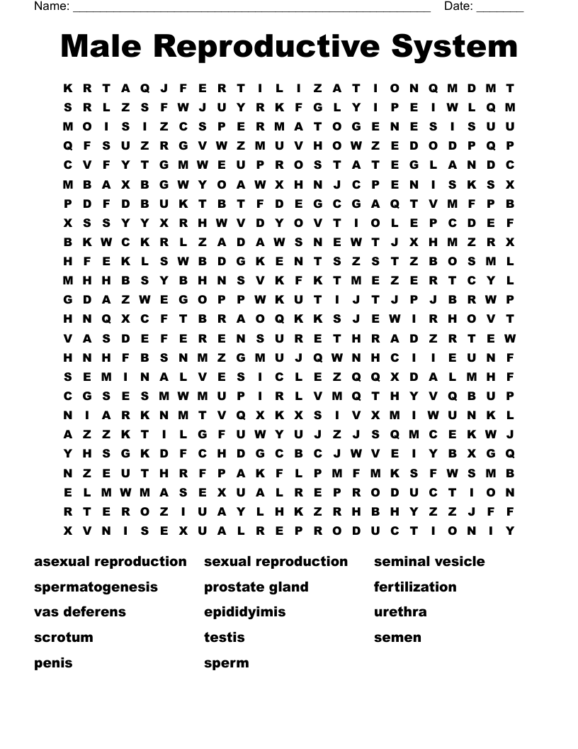 Male Reproductive System Word Search