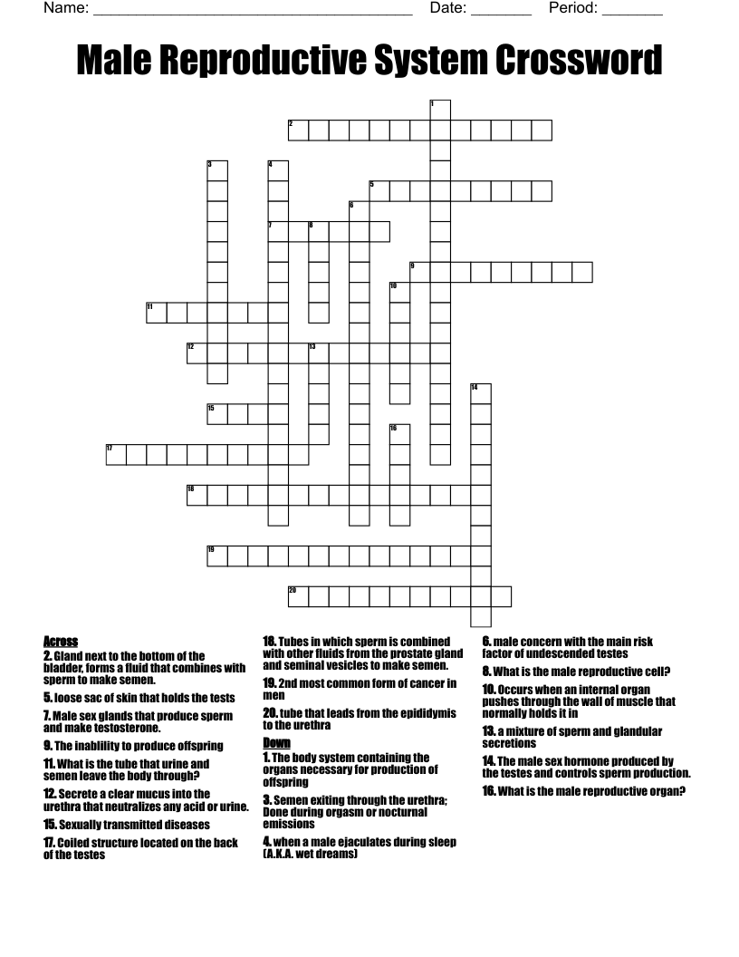 Male Reproductive System Crossword