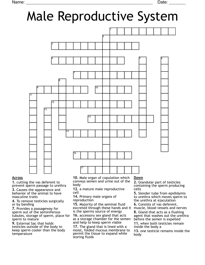 Male Reproductive System  Crossword