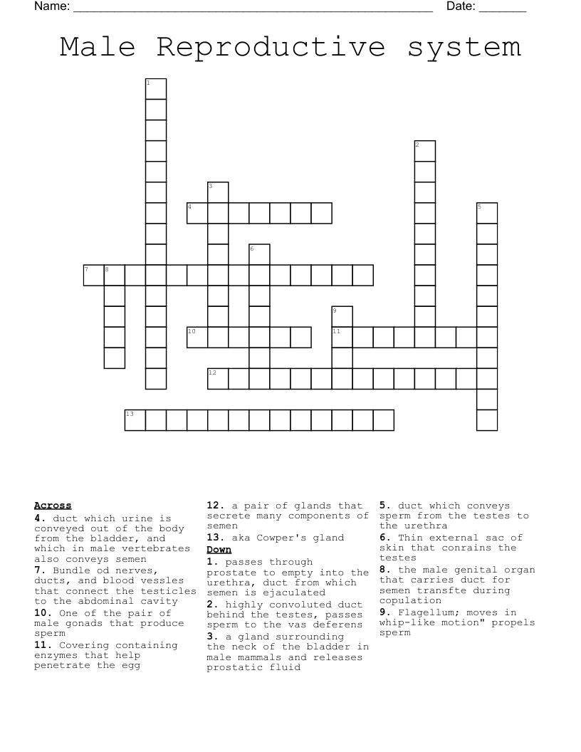 Male Reproductive system Crossword
