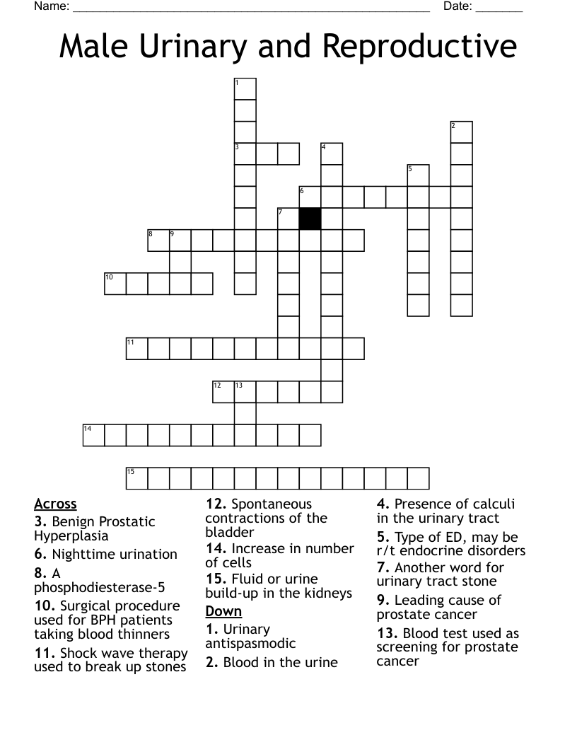 Male Urinary and Reproductive Crossword