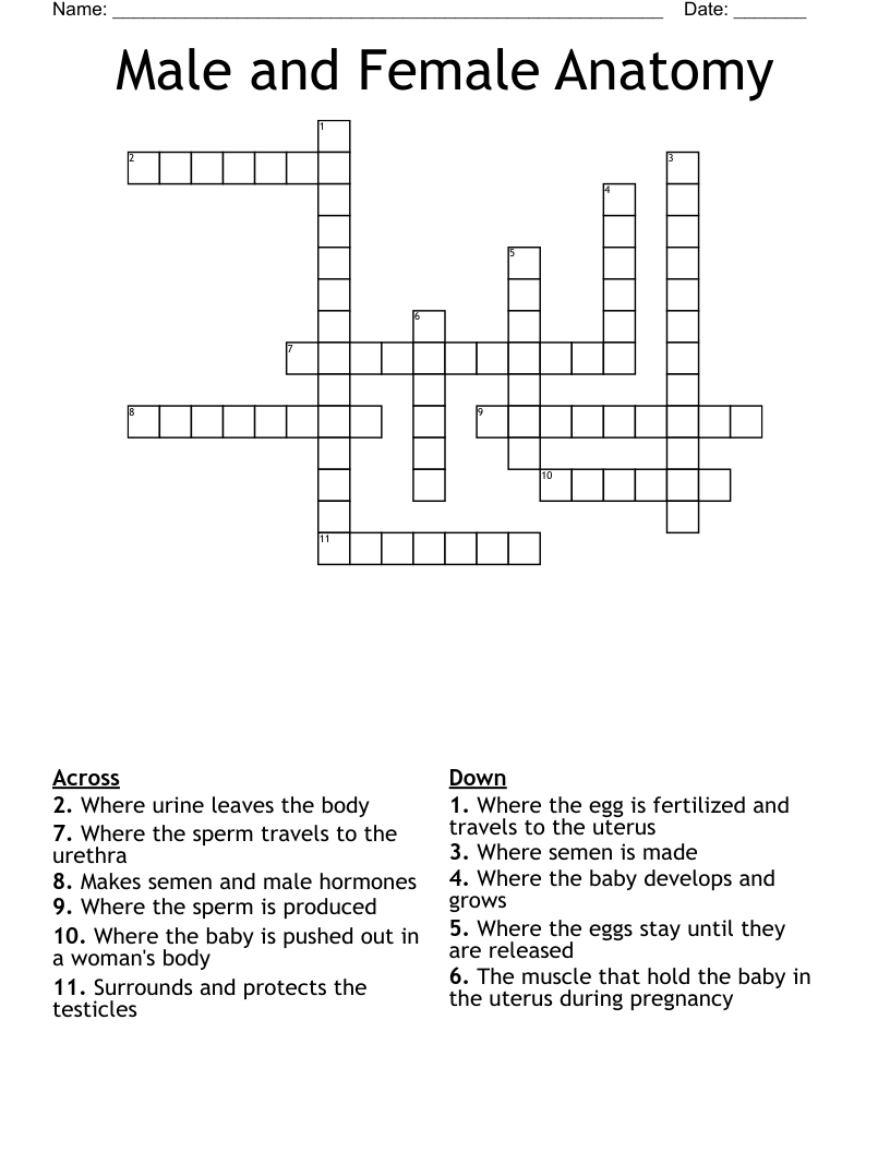 Male and Female Anatomy Crossword