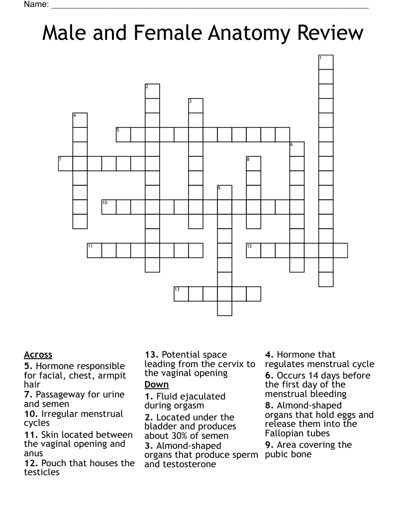 Male and Female Anatomy Review Crossword