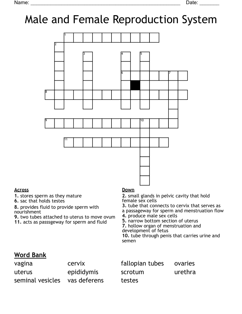 Male and Female Reproduction System Crossword