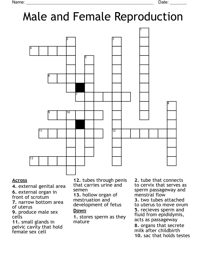 Male and Female Reproduction  Crossword