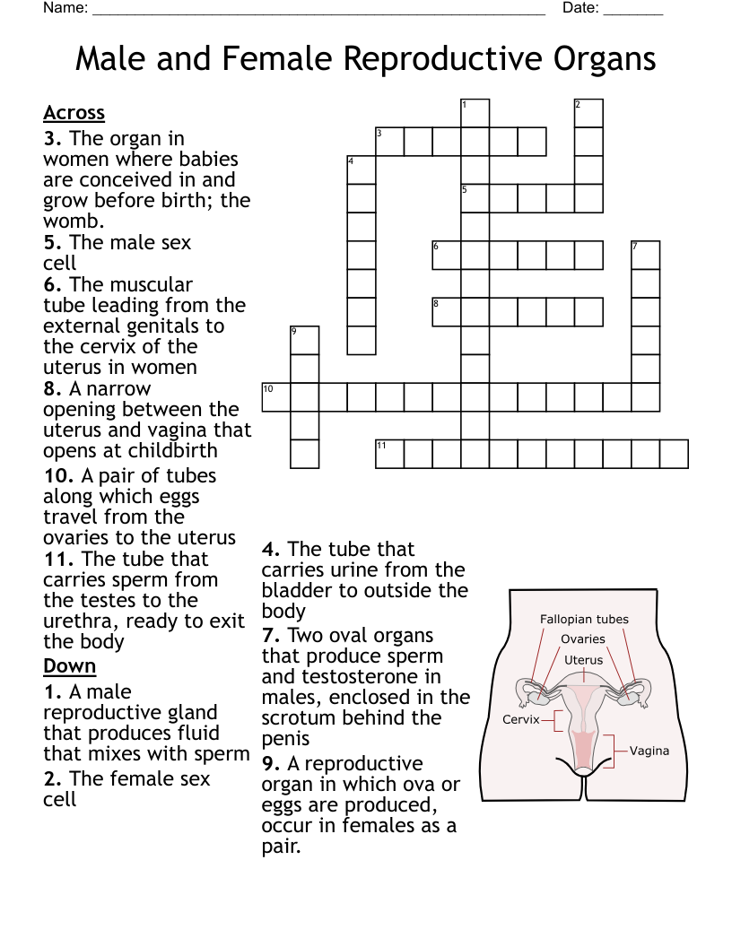 Male and Female Reproductive Organs Crossword