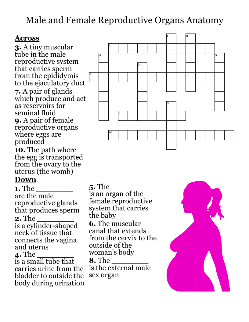 Male and Female Reproductive Organs Anatomy Crossword